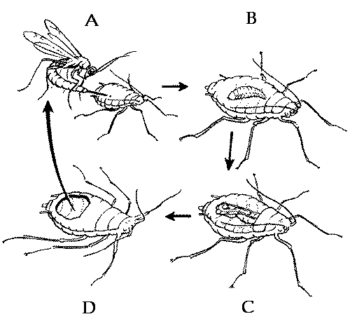 Ciclo del parásito dentro del cuerpo parasitado. Fig 2